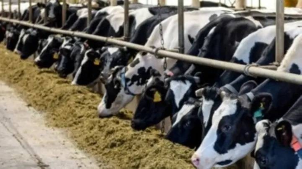 «ذبابة مدمرة» تُعرض تجارة الماشية بين أمريكا والمكسيك للخطر