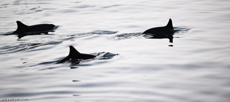 %d8%ae%d9%85%d8%b3%d8%a9 %d8%af%d9%84%d8%a7%d9%81%d9%8a%d9%86 %d8%aa%d9%81%d8%a7%d8%ac%d8%a6 %d8%b2%d9%88%d8%a7%d8%b1 %d8%ac%d8%b2%d8%b1 %d9%81%d8%b1%d8%b3%d8%a7%d9%86