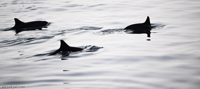 خمسة دلافين تفاجئ زوار جزر فرسان