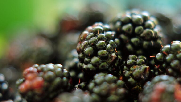 5 %d9%81%d9%88%d8%a7%d9%83%d9%87 %d8%ba%d9%86%d9%8a%d8%a9 %d8%a8%d8%a7%d9%84%d8%a3%d9%84%d9%8a%d8%a7%d9%81 %d8%a3%d9%83%d8%ab%d8%b1 %d9%85%d9%86 %d9%88%d8%b9%d8%a7%d8%a1 %d8%b4%d9%88%d9%81%d8%a7