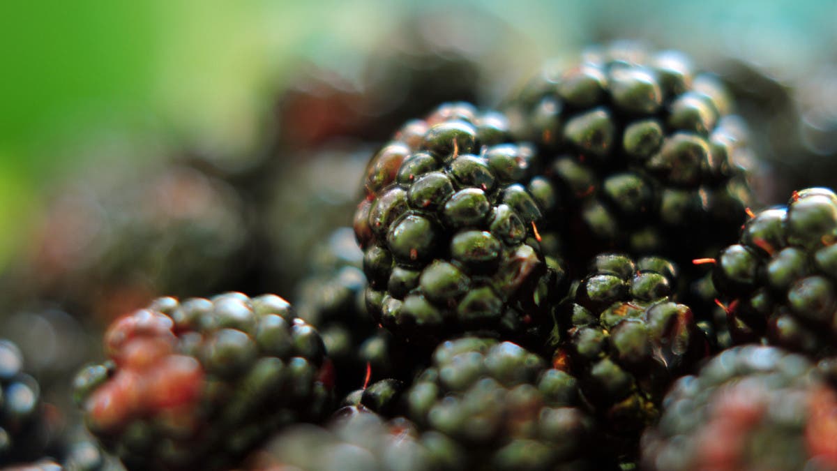 5 فواكه غنية بالألياف.. أكثر من وعاء شوفان