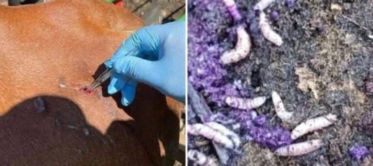 %d8%a7%d9%84%d9%85%d9%83%d8%b3%d9%8a%d9%83 %d8%aa%d9%88%d8%a7%d8%ac%d9%87 %d8%aa%d9%87%d8%af%d9%8a%d8%af%d8%a7%d9%8b %d8%ac%d8%af%d9%8a%d8%af%d8%a7%d9%8b %d8%a3%d9%88%d9%84 %d8%a5%d8%b5%d8%a7%d8%a8