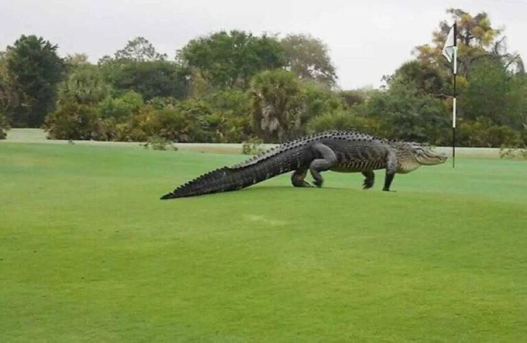 %d8%b6%d9%8a%d9%81 %d8%ba%d9%8a%d8%b1 %d9%85%d8%aa%d9%88%d9%82%d8%b9 %d9%8a%d9%82%d8%aa%d8%ad%d9%85 %d9%85%d8%a8%d8%a7%d8%b1%d8%a7%d8%a9 %d8%ba%d9%88%d9%84%d9%81 %d9%81%d9%8a %d9%83%d8%a7%d8%b1%d9%88