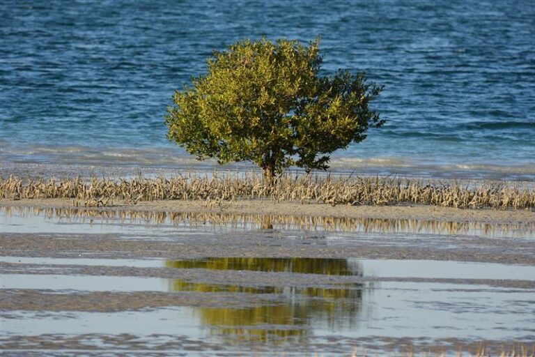 %d8%a7%d9%84%d9%85%d8%a4%d8%aa%d9%85%d8%b1 %d8%a7%d9%84%d8%b9%d8%a7%d9%84%d9%85%d9%8a %d9%84%d9%84%d8%ad%d9%81%d8%a7%d8%b8 %d8%b9%d9%84%d9%89 %d8%a7%d9%84%d8%b7%d8%a8%d9%8a%d8%b9%d8%a9 2025 %d9%8a