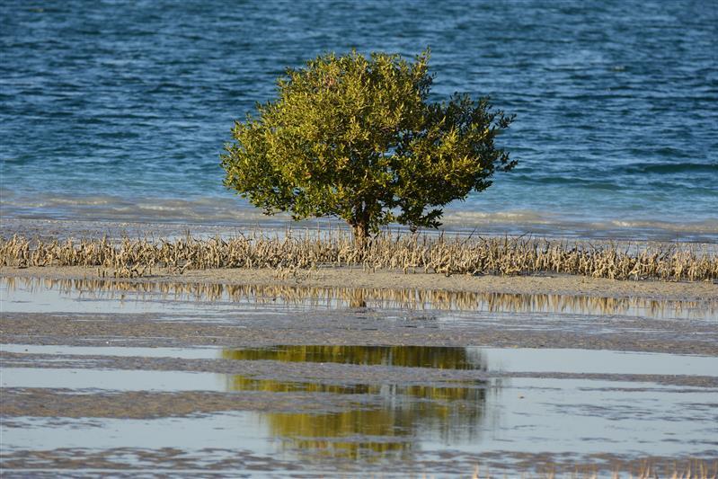 المؤتمر العالمي للحفاظ على الطبيعة 2025 يعقد فعالياته في أبوظبي