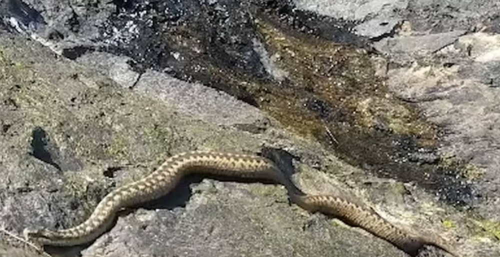 %d8%a3%d9%81%d8%b9%d9%89 %d8%aa%d8%ab%d9%8a%d8%b1 %d8%a7%d9%84%d8%b1%d8%b9%d8%a8 %d8%b9%d9%84%d9%89 %d8%a3%d8%b4%d9%87%d8%b1 %d8%b4%d9%88%d8%a7%d8%b7%d8%a6 %d8%a5%d9%86%d8%b3%d8%aa%d8%ba%d8%b1