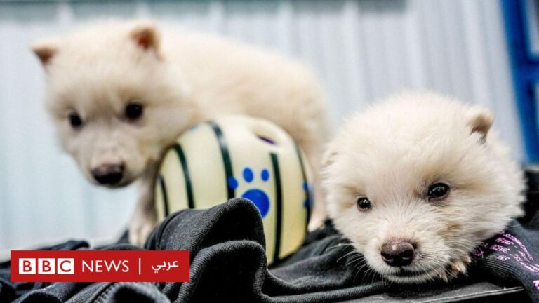 %d8%ac%d8%af%d9%84 %d8%a8%d9%8a%d9%86 %d8%a7%d9%84%d8%ae%d8%a8%d8%b1%d8%a7%d8%a1 %d8%ad%d9%88%d9%84 %d8%a5%d8%b9%d8%a7%d8%af%d8%a9 %d8%b0%d8%a6%d8%a8 %d8%b6%d8%ae%d9%85 %d8%a7%d9%86%d9%82%d8%b1%d8%b6