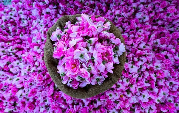 %d8%b1%d9%8a%d9%81 %d8%a7%d9%84%d8%b3%d8%b9%d9%88%d8%af%d9%8a%d8%a9 %d9%8a%d8%b3%d8%aa%d9%87%d8%af%d9%81 %d8%a5%d9%86%d8%aa%d8%a7%d8%ac %d9%85%d9%84%d9%8a%d8%a7%d8%b1%d9%8a %d9%88%d8%b1%d8%af%d8%a9