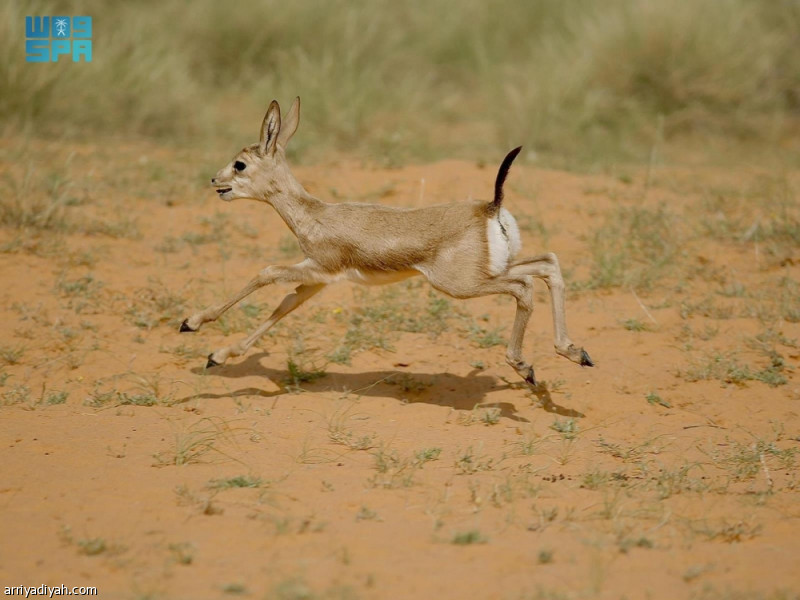 %d9%88%d9%84%d8%a7%d8%af%d8%a9 5 %d8%ba%d8%b2%d9%84%d8%a7%d9%86 %d9%81%d9%8a %d9%88%d8%a7%d8%ad%d8%a9 %d8%a8%d8%b1%d9%8a%d8%af%d8%a9 %d8%a7%d9%84%d8%b9%d8%a7%d9%84%d9%85%d9%8a%d8%a9