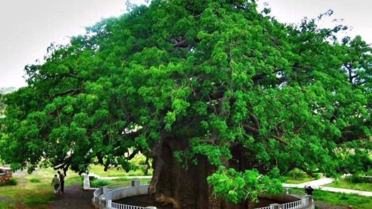 %d8%b9%d9%85%d8%b1%d9%87%d8%a7 2000 %d8%b9%d8%a7%d9%85 %d8%b3%d9%82%d9%88%d8%b7 %d8%ac%d8%b2%d8%a1 %d9%85%d9%86 %d8%b4%d8%ac%d8%b1%d8%a9 %d8%a7%d9%84%d8%ba%d8%b1%d9%8a%d8%a8 %d8%a5%d8%ad%d8%af