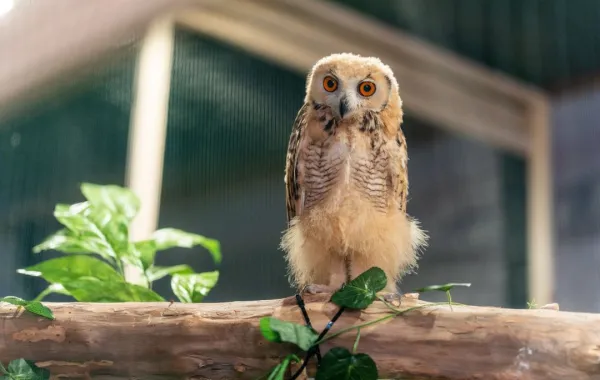 %d9%83%d9%87%d9%81 %d8%a7%d9%84%d8%b7%d9%8a%d9%88%d8%b1 %d9%88%d8%a7%d9%84%d8%b2%d9%88%d8%a7%d8%ad%d9%81 %d8%aa%d8%ac%d8%b1%d8%a8%d8%a9 %d9%81%d8%b1%d9%8a%d8%af%d8%a9 %d8%aa%d8%ac%d8%b0%d8%a8 %d8%b2