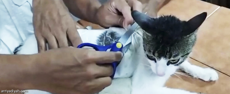 %d8%a7%d9%84%d9%82%d8%a8%d8%b6 %d8%b9%d9%84%d9%89 %d9%82%d8%b7%d8%a9 %d8%aa%d9%87%d8%b1%d8%a8 %d8%a7%d9%84%d9%85%d8%ae%d8%af%d8%b1%d8%a7%d8%aa %d8%a5%d9%84%d9%89 %d8%a7%d9%84%d8%b3%d8%ac%d9%86