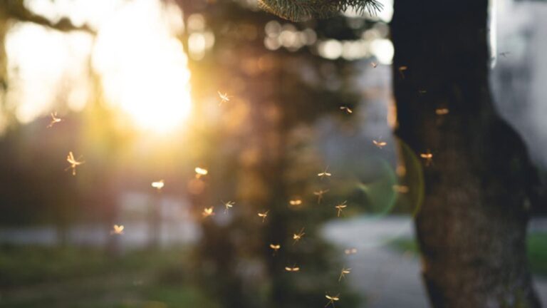 %d8%a8%d8%b1%d9%8a%d8%b7%d8%a7%d9%86%d9%8a%d8%a7 %d8%aa%d9%83%d8%aa%d8%b4%d9%81 %d9%81%d9%8a%d8%b1%d9%88%d8%b3 %d8%ba%d8%b1%d8%a8 %d8%a7%d9%84%d9%86%d9%8a%d9%84 %d8%a7%d9%84%d9%82%d8%a7%d8%aa