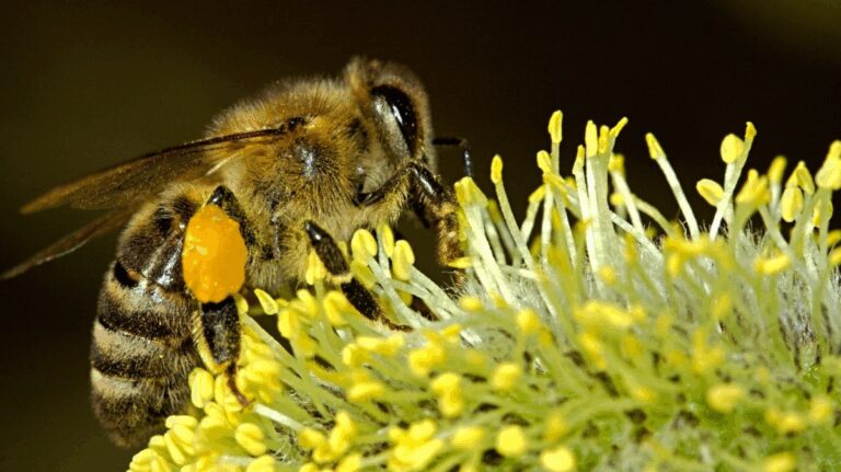 %d8%a7%d9%84%d9%85%d8%a8%d9%8a%d8%af%d8%a7%d8%aa %d8%a7%d9%84%d8%ad%d8%b4%d8%b1%d9%8a%d8%a9 %d8%aa%d8%af%d9%85%d8%b1 %d8%a5%d9%86%d8%aa%d8%a7%d8%ac %d8%b9%d8%b3%d9%84 %d8%a7%d9%84%d9%86%d8%ad