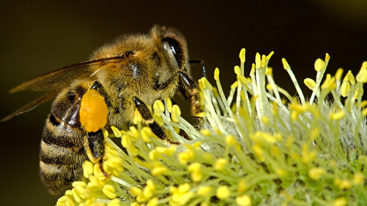 %d8%a7%d9%84%d9%85%d8%a8%d9%8a%d8%af%d8%a7%d8%aa %d8%a7%d9%84%d8%ad%d8%b4%d8%b1%d9%8a%d8%a9 %d8%aa%d8%af%d9%85%d8%b1 %d8%a5%d9%86%d8%aa%d8%a7%d8%ac %d8%b9%d8%b3%d9%84 %d8%a7%d9%84%d9%86%d8%ad