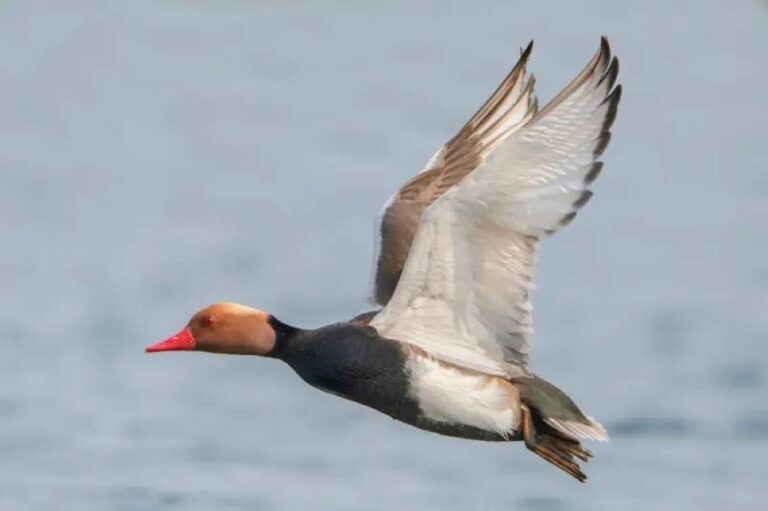 %d9%85%d8%ae%d8%a7%d9%84%d9%81%d8%a9 %d8%b7%d8%a7%d8%a6%d8%b1 %d8%a8%d8%b7 %d8%a3%d8%ab%d8%a7%d8%b1%d8%aa %d8%b3%d8%b1%d8%b9%d8%aa%d9%87 %d8%a7%d9%84%d8%b1%d9%8a%d8%a8%d8%a9