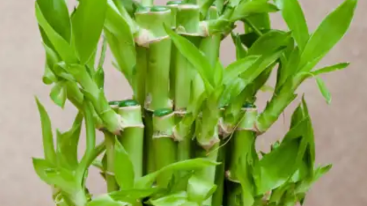 7 %d8%a3%d8%b3%d8%a8%d8%a7%d8%a8 %d8%aa%d8%ac%d8%b9%d9%84 %d8%a7%d9%84%d8%ae%d9%8a%d8%b2%d8%b1%d8%a7%d9%86 %d8%a7%d9%84%d9%85%d8%ad%d8%b8%d9%88%d8%b8 %d8%a7%d9%84%d9%86%d8%a8%d8%a7%d8%aa %d8%a7