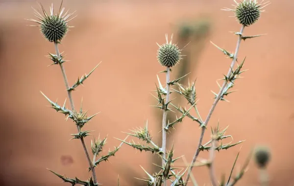 %d8%a3%d8%b2%d9%87%d8%a7%d8%b1 %d8%a7%d9%84%d9%82%d9%86%d9%81%d8%b0%d9%8a %d8%a7%d9%84%d9%83%d8%b1%d9%88%d9%8a %d8%a7%d9%84%d8%b1%d8%a3%d8%b3 %d8%aa%d8%b2%d9%8a%d9%86 %d8%a8%d8%b1%d8%a7%d8%b1%d9%8a