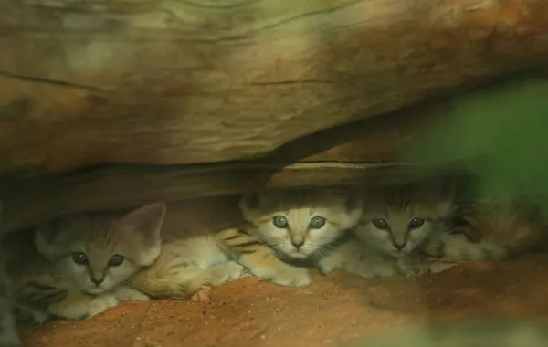 %d8%ad%d8%af%d9%8a%d9%82%d8%a9 %d8%ad%d9%8a%d9%88%d8%a7%d9%86%d8%a7%d8%aa %d8%a7%d9%84%d8%b9%d9%8a%d9%86 %d8%aa%d8%ad%d8%aa%d9%81%d9%8a %d8%a8%d8%a7%d9%84%d9%8a%d9%88%d9%85 %d8%a7%d9%84%d8%b9%d8%a7