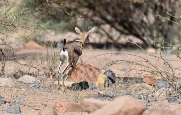 %d8%a5%d8%b7%d9%84%d8%a7%d9%82 22 %d9%83%d8%a7%d8%a6%d9%86%d9%8b%d8%a7 %d9%81%d8%b7%d8%b1%d9%8a%d9%8b%d8%a7 %d9%85%d9%87%d8%af%d8%af%d9%8b%d8%a7 %d8%a8%d8%a7%d9%84%d8%a7%d9%86%d9%82%d8%b1%d8%a7%d8%b6