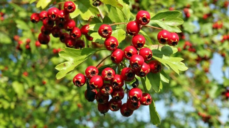 9 %d9%81%d9%88%d8%a7%d8%a6%d8%af %d8%b5%d8%ad%d9%8a%d8%a9 %d9%84%d8%aa%d9%88%d8%aa %d8%a7%d9%84%d8%b2%d8%b9%d8%b1%d9%88%d8%b1 %d9%88%d9%85%d8%b1%d8%b6%d9%89 %d8%a7%d9%84%d9%82%d9%84%d8%a8 %d9%8a