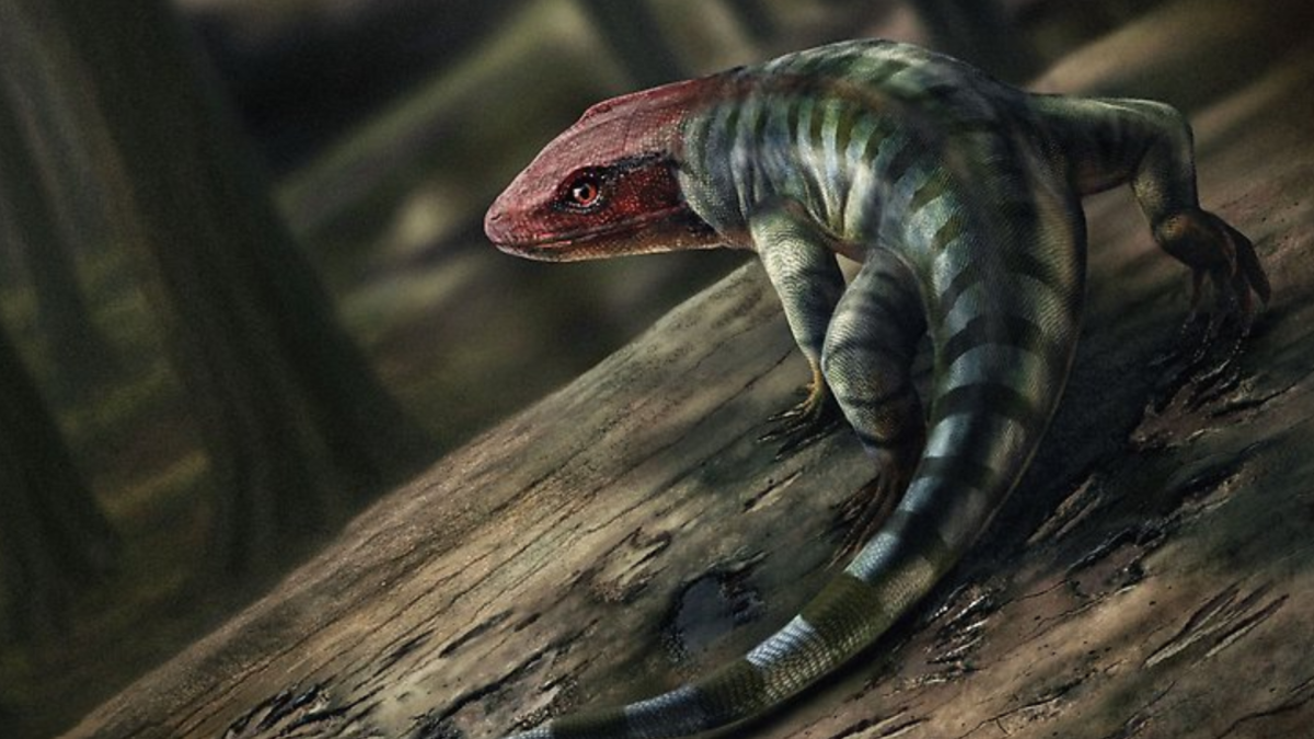 %d8%a2%d8%ab%d8%a7%d8%b1 %d9%85%d8%ae%d8%a7%d9%84%d8%a8 %d8%aa%d9%85 %d8%a7%d9%84%d8%b9%d8%ab%d9%88%d8%b1 %d8%b9%d9%84%d9%8a%d9%87%d8%a7 %d8%a8%d8%a3%d8%b3%d8%aa%d8%b1%d8%a7%d9%84%d9%8a%d8%a7 %d8%aa