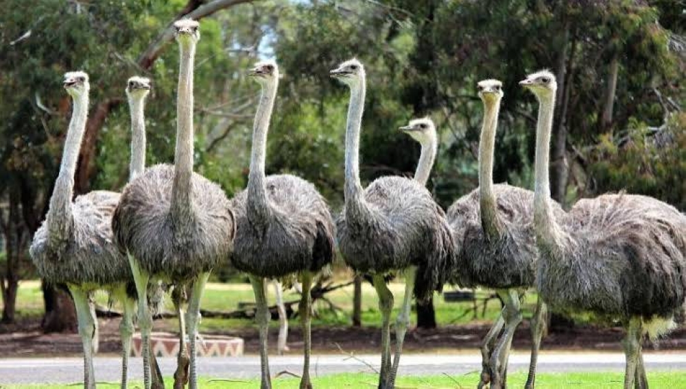 %d8%aa%d8%af%d8%ae%d9%84 %d8%a3%d9%85%d8%b1%d9%8a%d9%83%d9%8a %d9%84%d8%a5%d9%86%d9%82%d8%a7%d8%b0 300 %d9%86%d8%b9%d8%a7%d9%85%d8%a9 %d9%83%d9%86%d8%af%d9%8a%d8%a9 %d9%85%d9%86 %d8%a7%d9%84%d8%a5