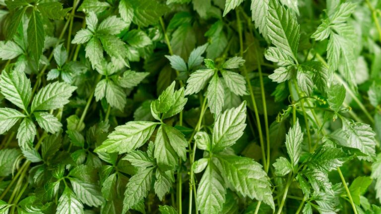 %d8%b9%d8%b4%d8%a8%d8%a9 %d8%a7%d9%84%d8%ae%d9%84%d9%88%d8%af %d8%b7%d8%a8%d9%8a%d8%a8 %d9%8a%d9%83%d8%b4%d9%81 %d9%81%d9%88%d8%a7%d8%a6%d8%af%d9%87%d8%a7