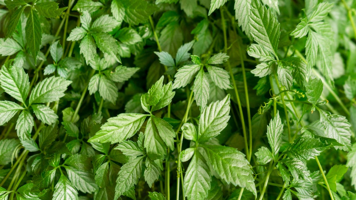 %d8%b9%d8%b4%d8%a8%d8%a9 %d8%a7%d9%84%d8%ae%d9%84%d9%88%d8%af %d8%b7%d8%a8%d9%8a%d8%a8 %d9%8a%d9%83%d8%b4%d9%81 %d9%81%d9%88%d8%a7%d8%a6%d8%af%d9%87%d8%a7