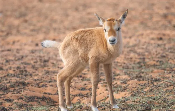 %d9%88%d9%84%d8%a7%d8%af%d8%a9 74 %d8%ad%d9%8a%d9%88%d8%a7%d9%86%d9%8b%d8%a7 %d8%a8%d8%b1%d9%8a%d9%8b%d8%a7 %d9%81%d9%8a %d9%85%d8%ad%d9%85%d9%8a%d8%a9 %d8%a7%d9%84%d9%85%d9%84%d9%83 %d8%ae%d8%a7