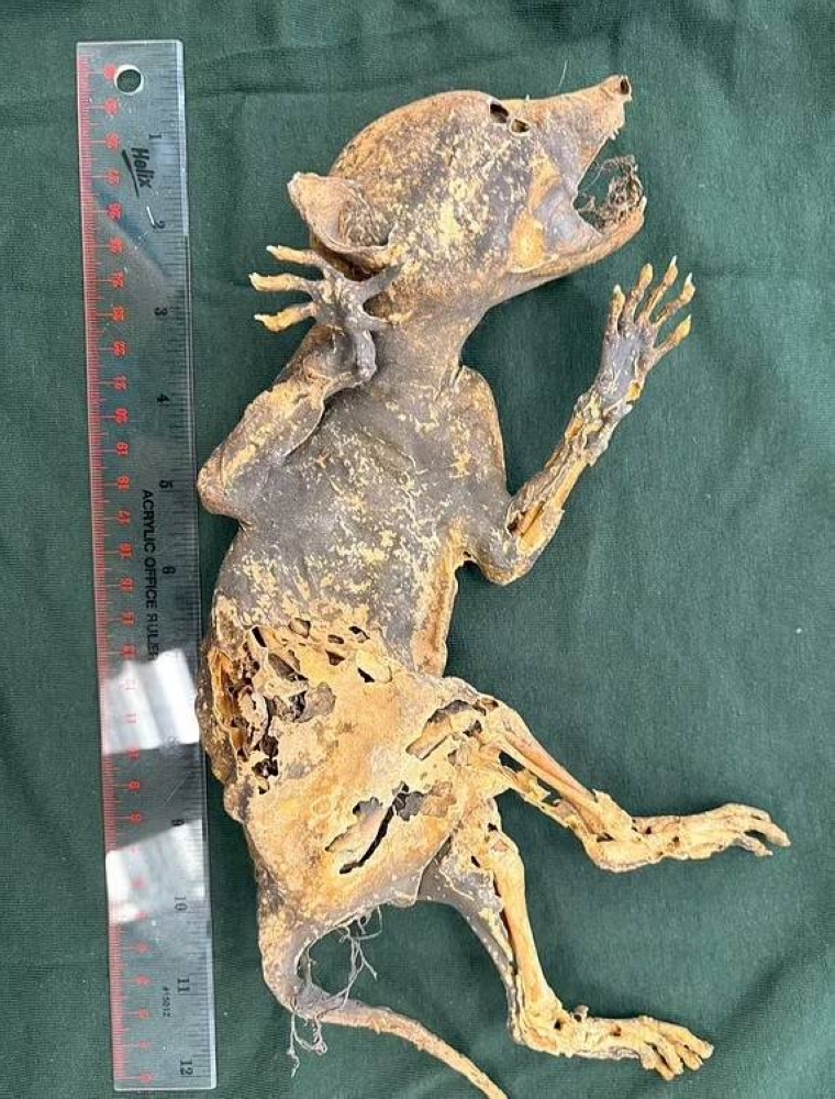 %d9%85%d8%ae%d9%84%d9%88%d9%82 %d8%ba%d8%a7%d9%85%d8%b6 %d8%a8%d8%a3%d9%8a%d8%af%d9%8d %d8%a8%d8%b4%d8%b1%d9%8a%d8%a9