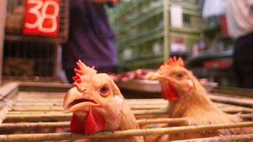 H5n1 %d8%a7%d9%84%d8%b7%d9%8a%d9%88%d8%b1 %d9%81%d9%8a %d8%a7%d9%84%d8%a8%d8%b1%d8%a7%d8%b2%d9%8a%d9%84 %d9%8a%d9%87%d8%af%d8%af %d8%b5%d8%a7%d8%af%d8%b1%d8%a7%d8%aa %d8%a7%d9%84%d8%af%d9%88%d8%a7