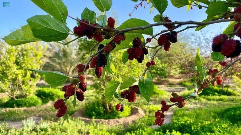 %d8%b5%d9%86%d8%af%d9%88%d9%82 %d9%85%d8%b5%d8%b1%d9%8a %d9%8a%d8%b9%d8%aa%d8%b2%d9%85 %d8%a5%d8%b7%d9%84%d8%a7%d9%82 %d8%a7%d8%b3%d8%aa%d8%ab%d9%85%d8%a7%d8%b1%d8%a7%d8%aa %d9%81%d9%8a %d9%82%d8%b7