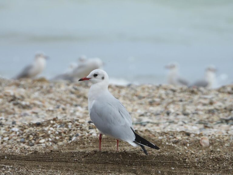 %d8%a8%d9%8a%d8%a6%d8%a9 %d9%88%d9%85%d8%ad%d9%85%d9%8a%d8%a7%d8%aa %d8%a7%d9%84%d8%b4%d8%a7%d8%b1%d9%82%d8%a9 %d8%aa%d9%8f%d9%86%d9%81%d8%b0 %d8%a3%d9%88%d9%84 %d8%af%d8%b1%d8%a7%d8%b3%d8%a9