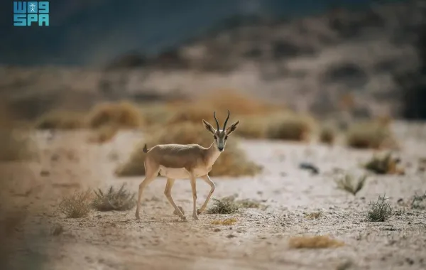 %d8%a5%d8%b9%d8%a7%d8%af%d8%a9 %d8%aa%d9%88%d8%b7%d9%8a%d9%86 6 %d8%a3%d9%86%d9%88%d8%a7%d8%b9 %d9%85%d9%86 %d8%a7%d9%84%d8%ad%d9%8a%d9%88%d8%a7%d9%86%d8%a7%d8%aa %d8%a8%d9%85%d8%ad%d9%85%d9%8a%d8%a9