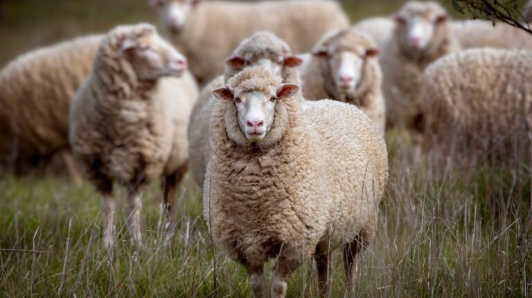 %d8%a8%d9%85%d9%86%d8%a7%d8%b3%d8%a8%d8%a9 %d8%b9%d9%8a%d8%af %d8%a7%d9%84%d8%a3%d8%b6%d8%ad%d9%89 %d9%86%d8%b5%d8%a7%d8%a6%d8%ad %d9%84%d8%a7%d8%ae%d8%aa%d9%8a%d8%a7%d8%b1 %d8%a7%d9%84%d9%84%d8%ad