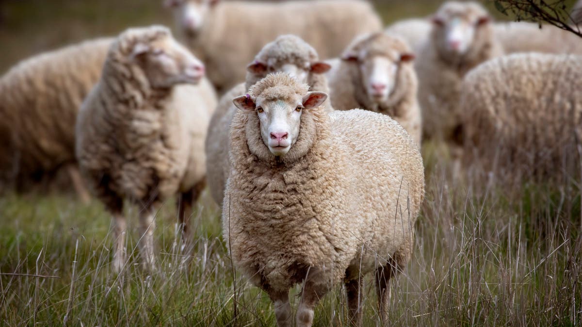 %d8%a8%d9%85%d9%86%d8%a7%d8%b3%d8%a8%d8%a9 %d8%b9%d9%8a%d8%af %d8%a7%d9%84%d8%a3%d8%b6%d8%ad%d9%89 %d9%86%d8%b5%d8%a7%d8%a6%d8%ad %d9%84%d8%a7%d8%ae%d8%aa%d9%8a%d8%a7%d8%b1 %d8%a7%d9%84%d9%84%d8%ad