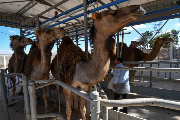 %d8%ad%d9%84%d9%8a%d8%a8 %d8%a7%d9%84%d8%a5%d8%a8%d9%84 %d9%81%d9%8a %d8%aa%d9%88%d9%86%d8%b3 %d9%85%d8%b4%d8%b1%d9%88%d8%b9 %d9%86%d8%b3%d8%a7%d8%a6%d9%8a %d9%8a%d8%ad%d9%88%d9%84 %d8%a7