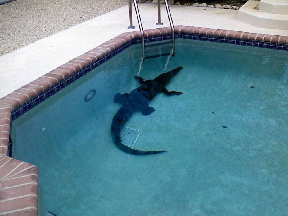 %d8%b9%d8%a7%d8%a6%d9%84%d8%a9 %d8%a3%d9%85%d8%b1%d9%8a%d9%83%d9%8a%d8%a9 %d8%aa%d9%8f%d9%81%d8%a7%d8%ac%d8%a3 %d8%a8%d8%b6%d9%8a%d9%81 %d8%ba%d9%8a%d8%b1 %d9%85%d8%b1%d8%ba%d9%88%d8%a8 %d8%a8