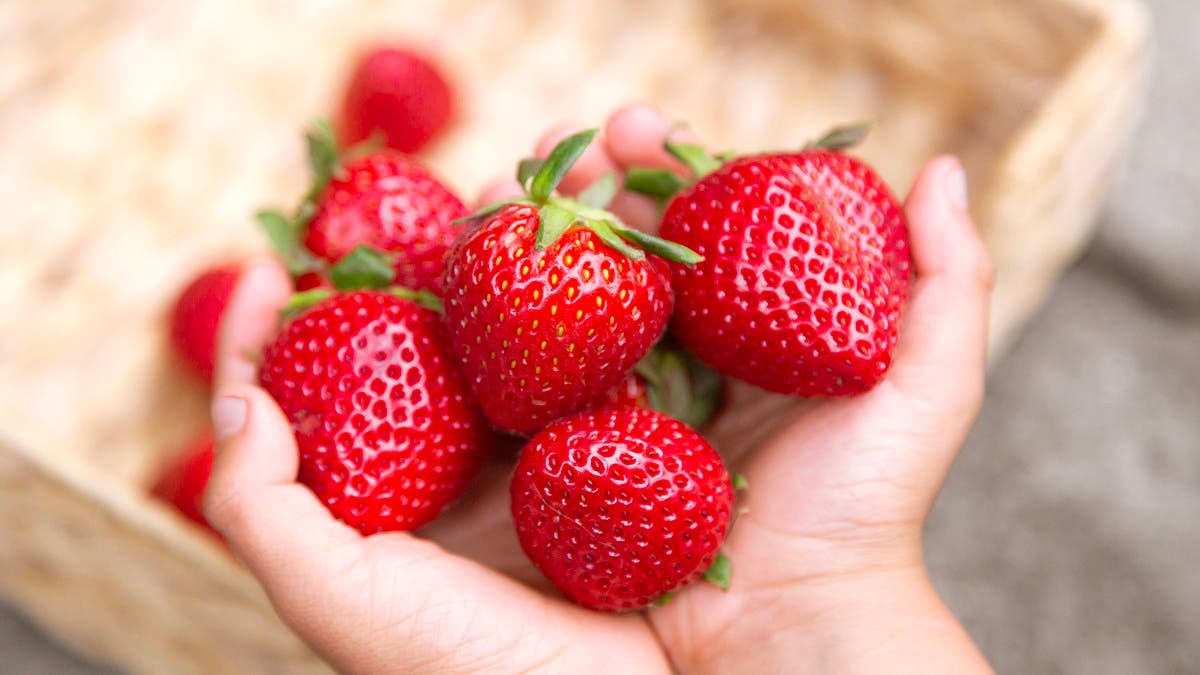 %d8%a7%d9%84%d9%81%d8%b1%d8%a7%d9%88%d9%84%d8%a9 %d8%aa%d9%83%d8%a7%d9%81%d8%ad %d8%a7%d9%84%d8%b3%d9%83%d8%b1%d9%8a %d9%88%d8%aa%d9%82%d9%88%d9%8a %d8%a7%d9%84%d9%82%d9%84%d8%a8 %d8%af%d8%b1%d8%a7