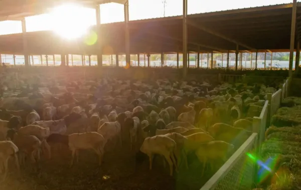 %d9%85%d8%b4%d8%b1%d9%88%d8%b9 %d8%a7%d9%84%d8%b3%d8%b9%d9%88%d8%af%d9%8a%d8%a9 %d9%84%d9%84%d8%a5%d9%81%d8%a7%d8%af%d8%a9 %d9%85%d9%86 %d8%a7%d9%84%d9%87%d8%af%d9%8a %d9%88%d8%a7%d9%84%d8%a3%d8%b6