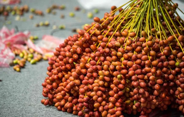 1600000e ab15 4550 8479 b9f6e0fecbcb file.webp