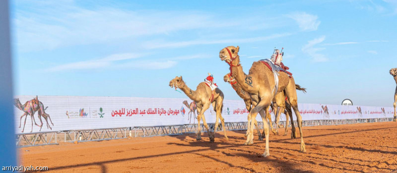 الأحد.. انطلاق موسم هجن الطائف