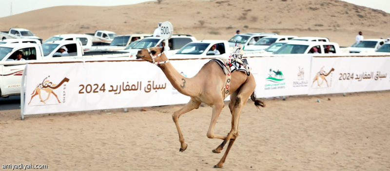 هجن نجران.. 10 أشواط في تحدي اللقايا
