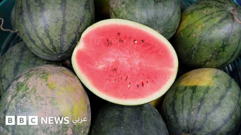 %d9%81%d9%8a%d8%b1%d9%88%d8%b3 %d8%b1%d9%88%d8%aa%d8%a7 %d9%85%d8%a7%d8%b0%d8%a7 %d9%86%d8%b9%d8%b1%d9%81 %d8%b9%d9%86%d9%87%d8%8c %d9%88%d9%87%d9%84 %d9%84%d9%84%d9%81%d9%88%d8%a7%d9%83%d9%87 %d8%b9