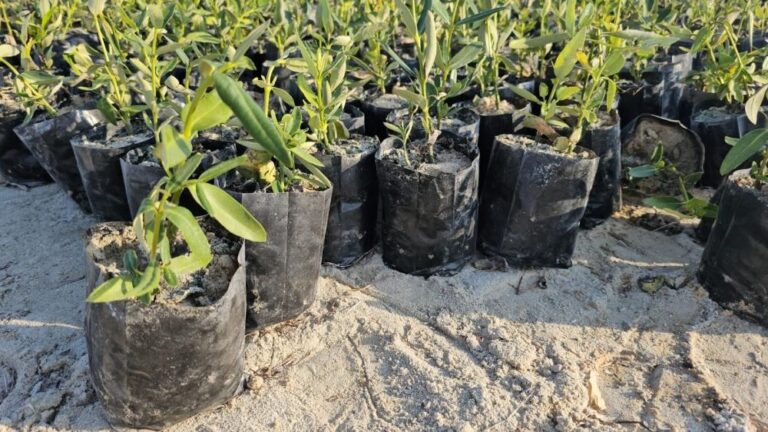 C32fd36b 2bfb 4ccc b905 7a025593a264 file.jpg