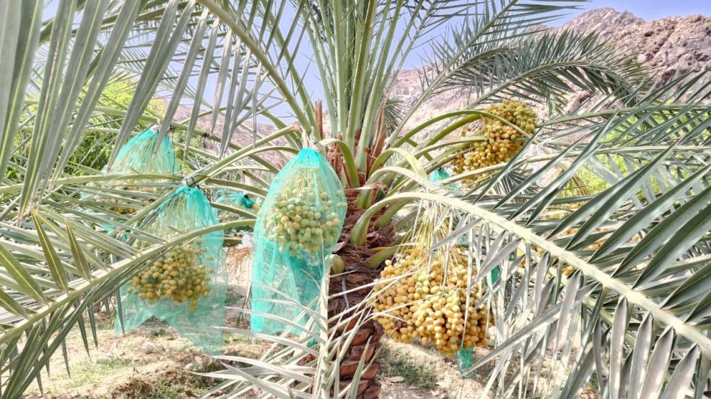 0bf02c3c 1f12 4049 b3a2 d73498481d9c file.jpg