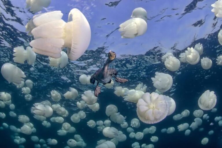 12745690 0956 4c43 8a6a d1bad7599cbb file.jpg