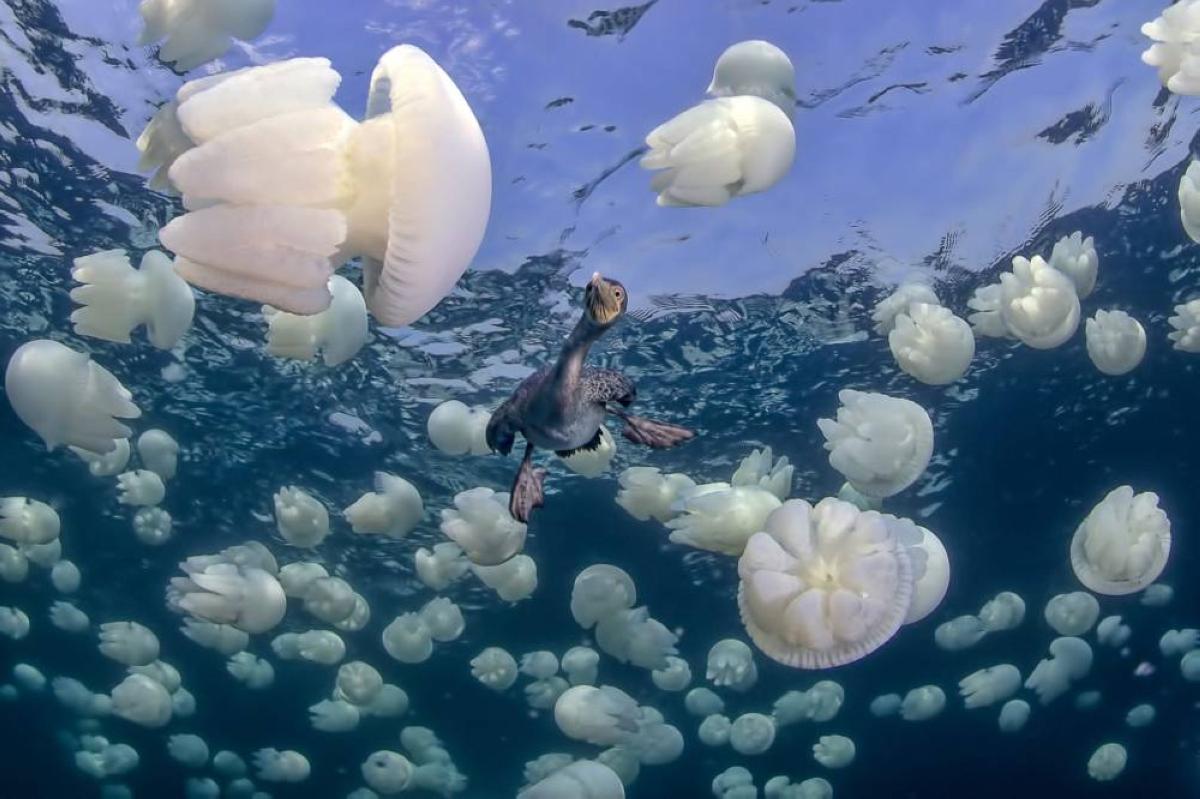 12745690 0956 4c43 8a6a d1bad7599cbb file.jpg