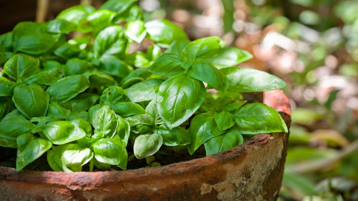 3234964d 2666 4056 8209 d6d6bd67f389 file.jpg